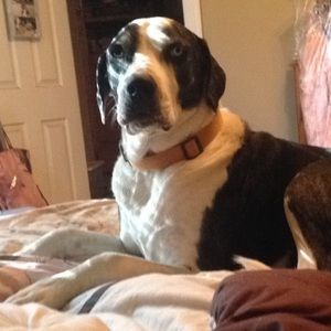 Meet your Posher, Cheyenne